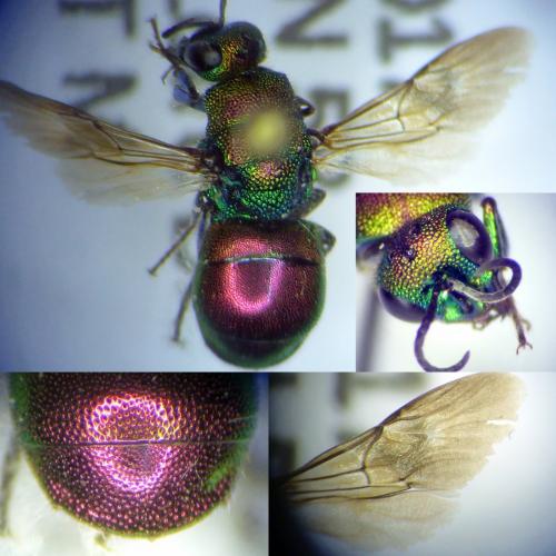 Hedychrum rutilans